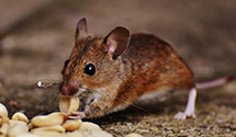 24 Hour & Emergency Exterminators in Horseshoe Lake, AR